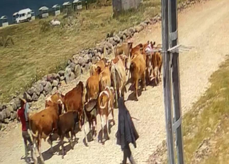 Çalınan 22 büyükbaş hayvandan 15'i bulundu