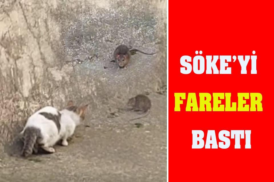 Söke’yi fareler bastı