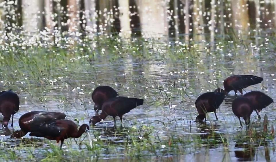 SAVCININ OBJEKTİFİNDEN YABAN HAYATI SAVCININ ÇEKTİĞİ HAYVANLAR ALEMİ VİDEOLARI BELGESELLERİ ARATMIYOR