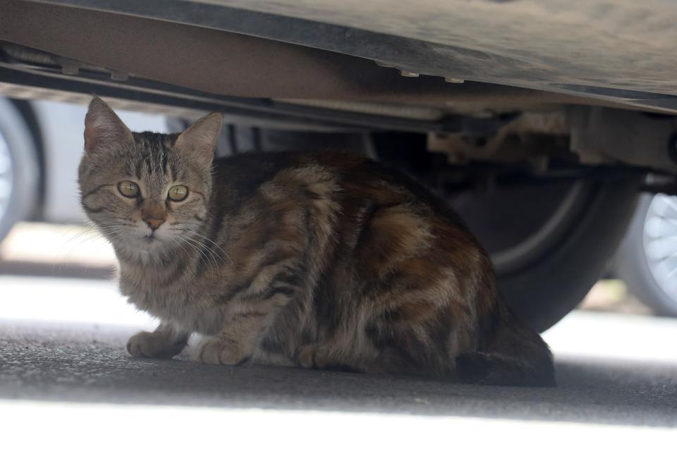 MAMAYA ALIŞTIRILAN KEDİLER TEMBELLEŞTİ, ŞEHİRLERDEKİ FARE VE YILAN SAYISI ARTTI