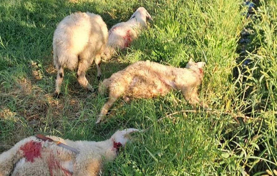 Başıboş sokak köpekleri 6 kuzuyu telef etti