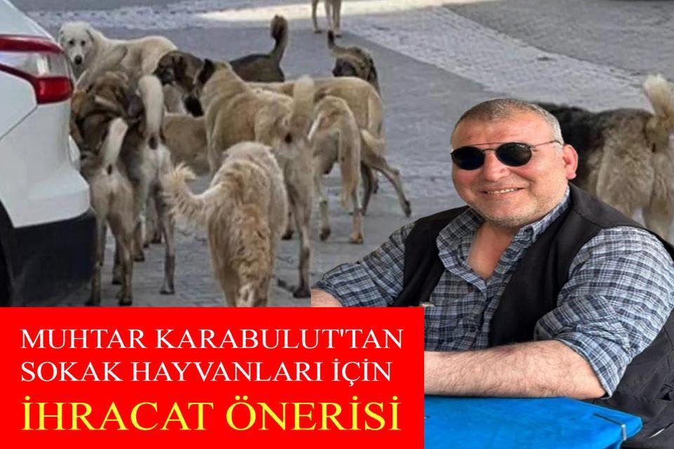 Muhtar Karabulut'tan sokak hayvanları için ihracat önerisi