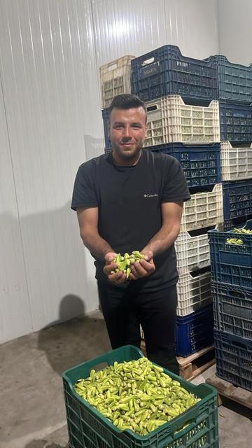Aydın'da bamya sezonu hız kesmiyor