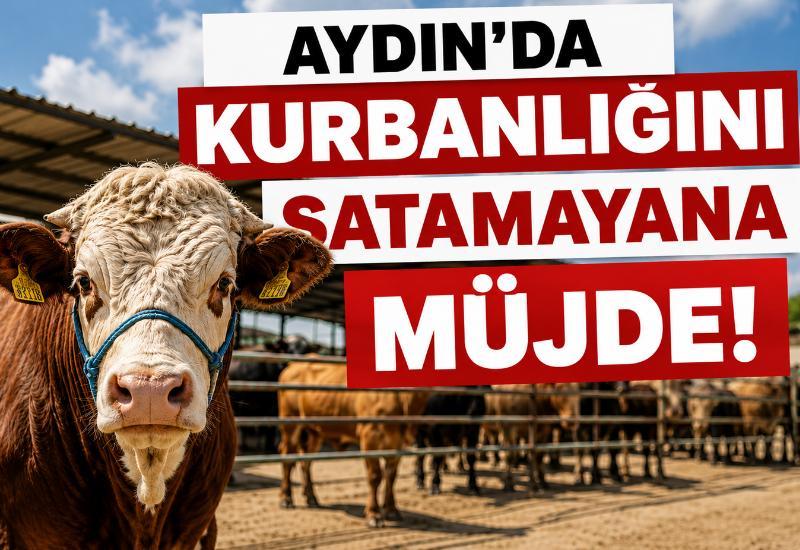 Aydın'da kurbanlığını satamayana müjde!