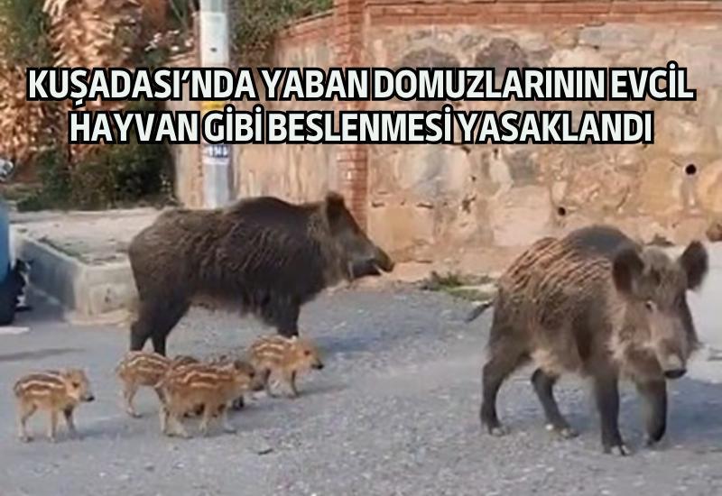 Kuşadası'nda yaban domuzlarının evcil hayvan gibi beslenmesi yasaklandı
