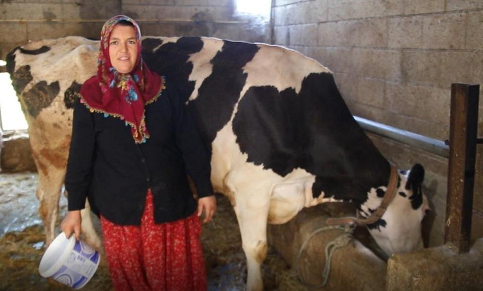 2 inekle başladı sıfır kilometre araç sahibi oldu
