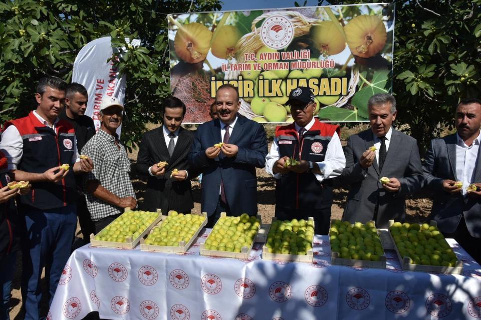 Vali Canbolat incir hasadına katıldı