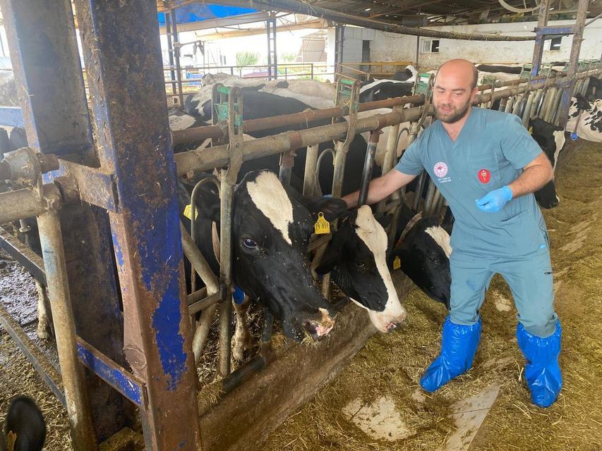 Aydın’da şap alarmı: 17 ilçede aşılama sürüyor