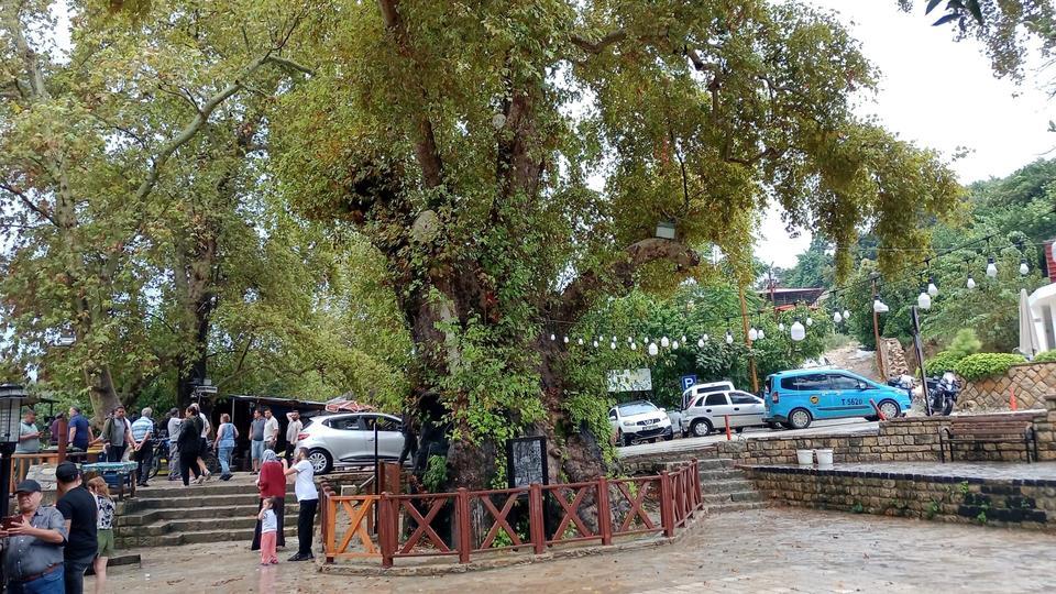 YAĞIŞLA BİRLİKTE DERE TAŞTI, ÇAY BAHÇESİ SU İÇİNDE KALDI