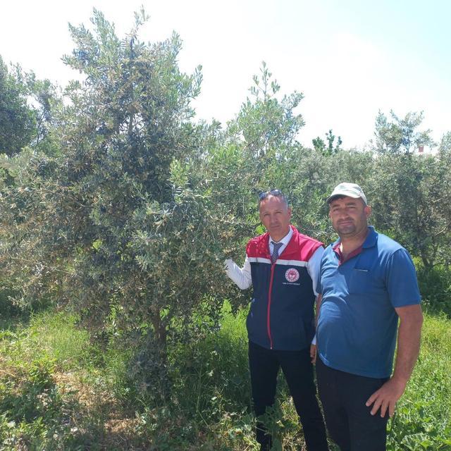 Didim’de zeytin verim tespit çalışmaları başladı