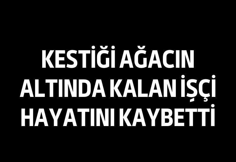 Kestiği ağacın altında kalan işçi hayatını kaybetti