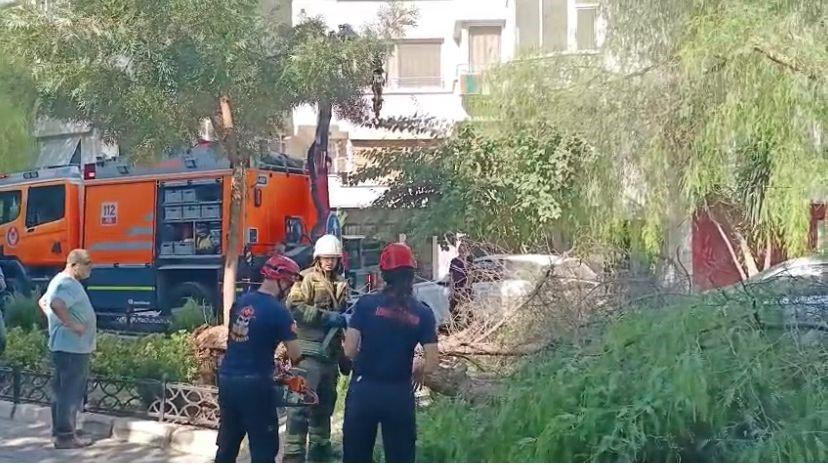 Ağaç park halindeki otomobillerin üzerine devrildi