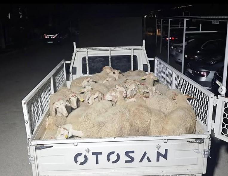 Hayvan pazarlığı hırsızlığa dönüştü
