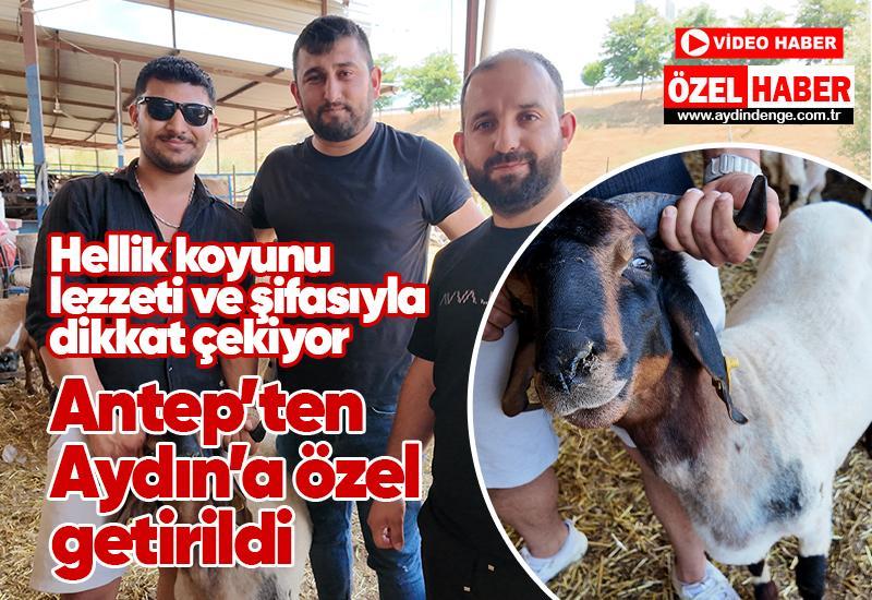 Antep'ten özel olarak Aydın'a getirildi: Lezzeti ve şifasıyla dikkat çekiyor