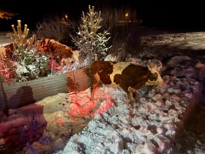 REFAHİYE'DE HAYVAN YÜKLÜ TIR KAZASI: 45 BÜYÜKBAŞ KURTARILDI