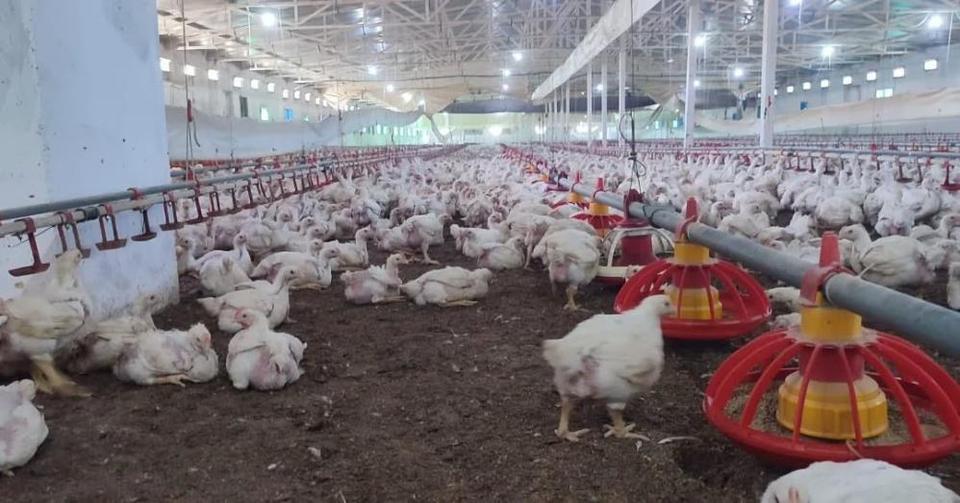 Aydın'da kanatlı üretimi 71 işletmede sürüyor