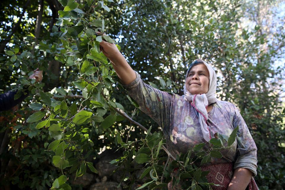 Dağlardan toplanan defne meyveleri geleneksel yöntemle yağa dönüştürülüyor