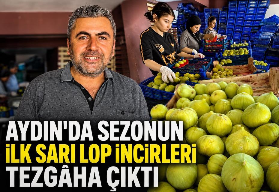 Aydın’da sezonun ilk sarı lop incirleri tezgâha çıktı