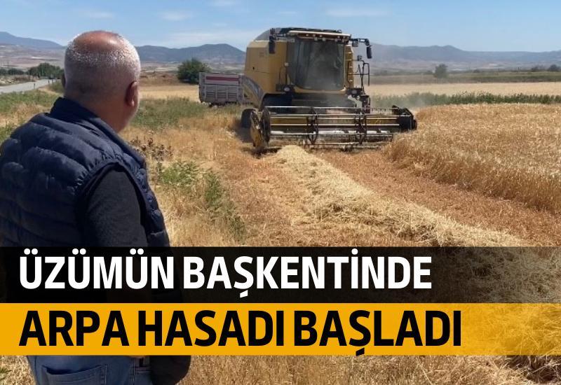 Üzümün başkentinde arpa hasadı başladı