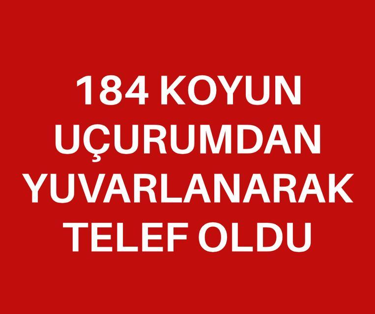 184 koyun uçurumdan yuvarlanarak telef oldu