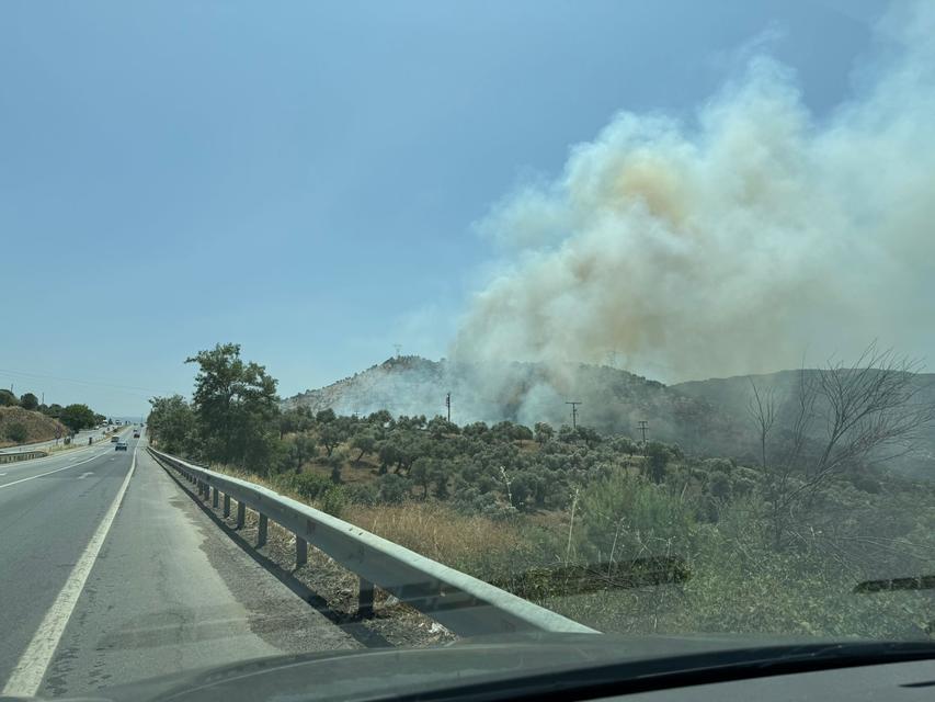 Aydın'da zeytinlik yangını