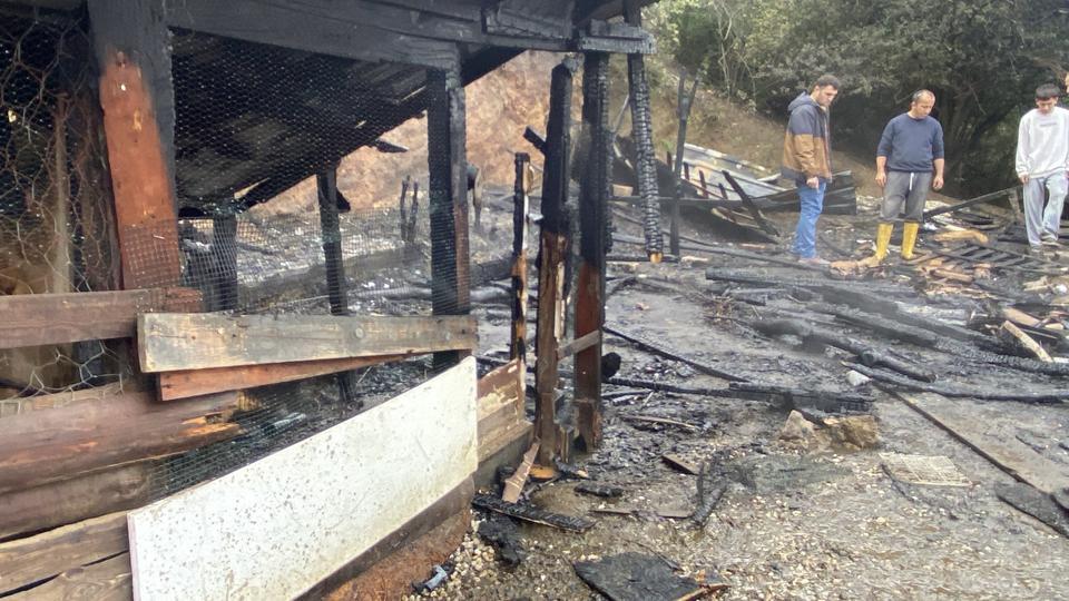 Kocaeli'de ahır yangını: 34 hayvan telef oldu