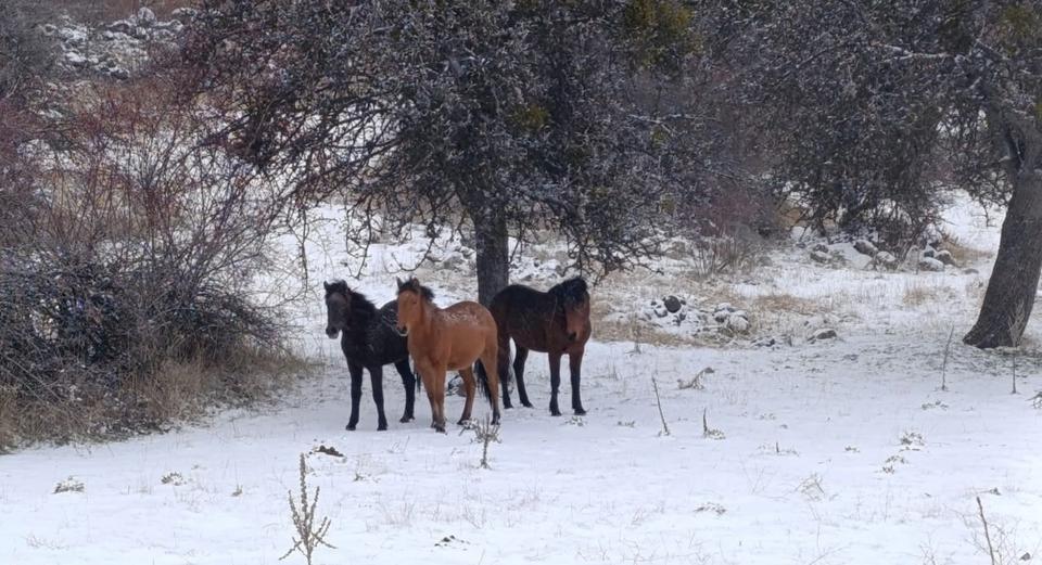 Yılkı atları kartpostallık görüntüler oluşturdu