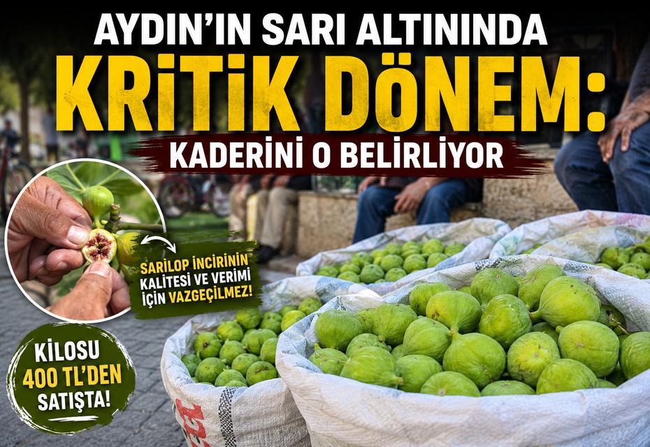 Aydın'ın sarı altınında kritik dönem: Kaderini o belirliyor