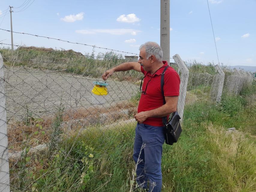 PAMUKTA PEMBE KURT MÜCADELESİ SÜRÜYOR SÖKE'DE TUZAK SAYIMLARI YAPILDI