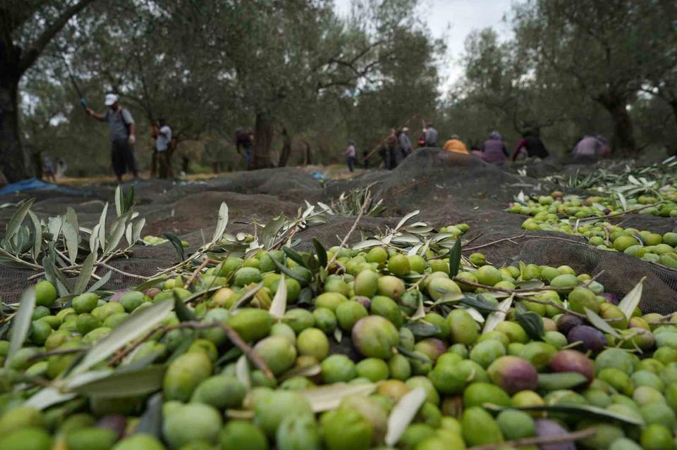 Zeytinliklere veda mı? Yeni yasa onaylandı