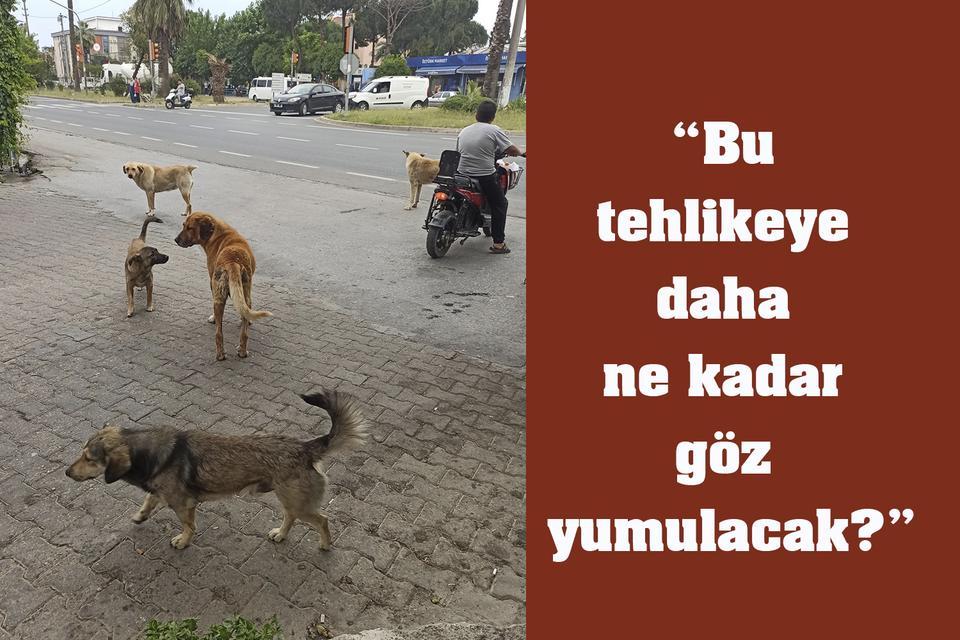 “Bu tehlikeye daha ne kadar göz yumulacak?”