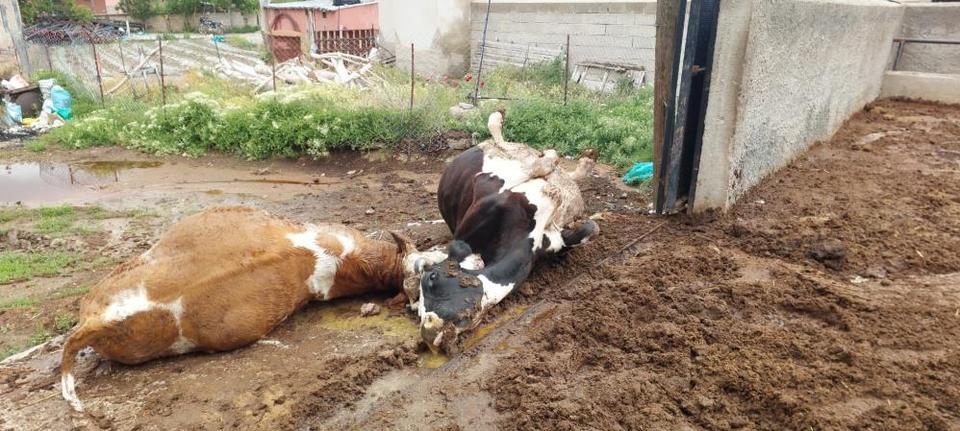 Yıldırım düşmesi sonucu iki inek telef oldu