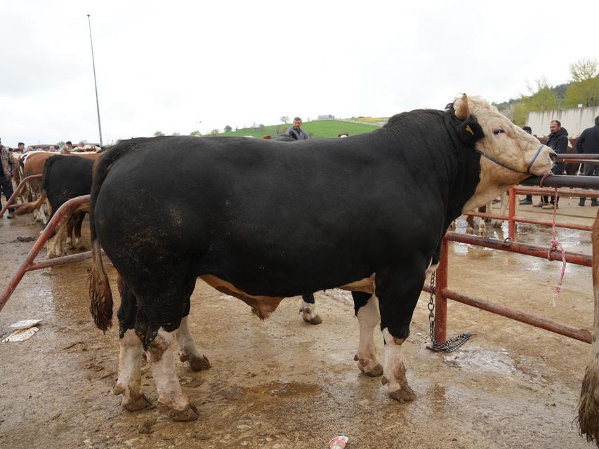 850 kilogramlık tosun 340 bin liraya alıcı buldu
