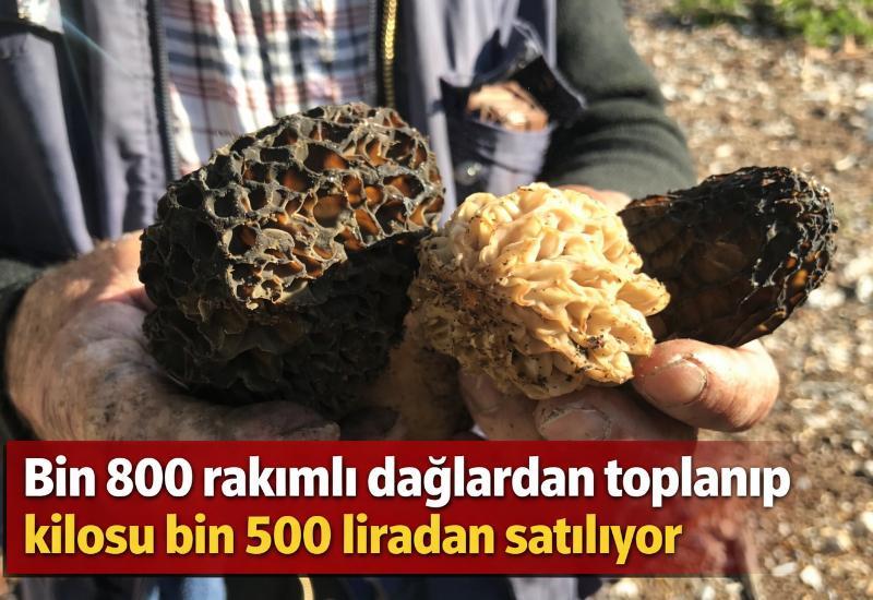 Bin 800 rakımlı dağlardan toplanıp kilosu bin 500 liradan satılıyor