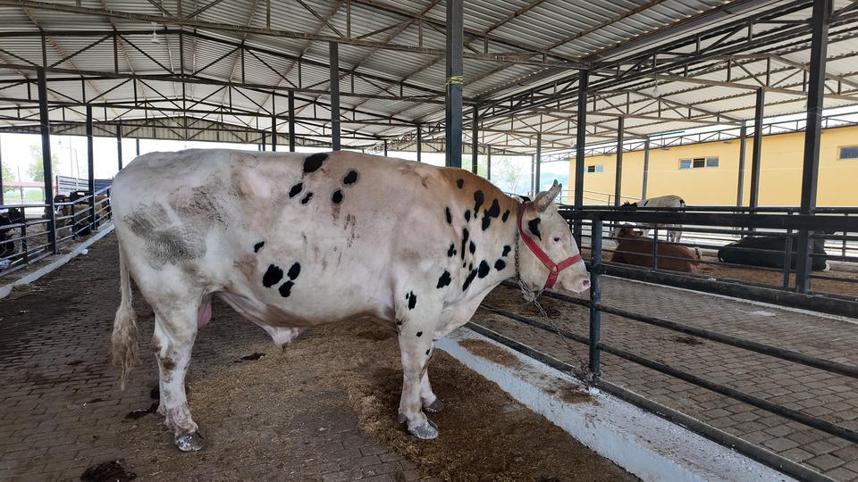 Aydın'da kurbanlıklar pazarda yerini aldı peki fiyatlar nasıl?