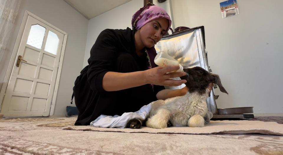 ANNESİZ KALAN KUZU AİLENİN 'UMUT'U OLDU ANNESİZ KUZUYU EV ORTAMINDA BEBEK ŞAMPUANIYLA YIKAYIP BİBERONLA BESLİYORLAR