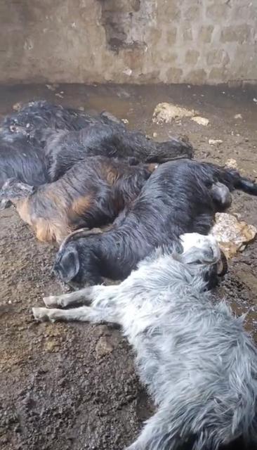 Ahıra yıldırım düştü: 5 küçükbaş hayvan telef oldu