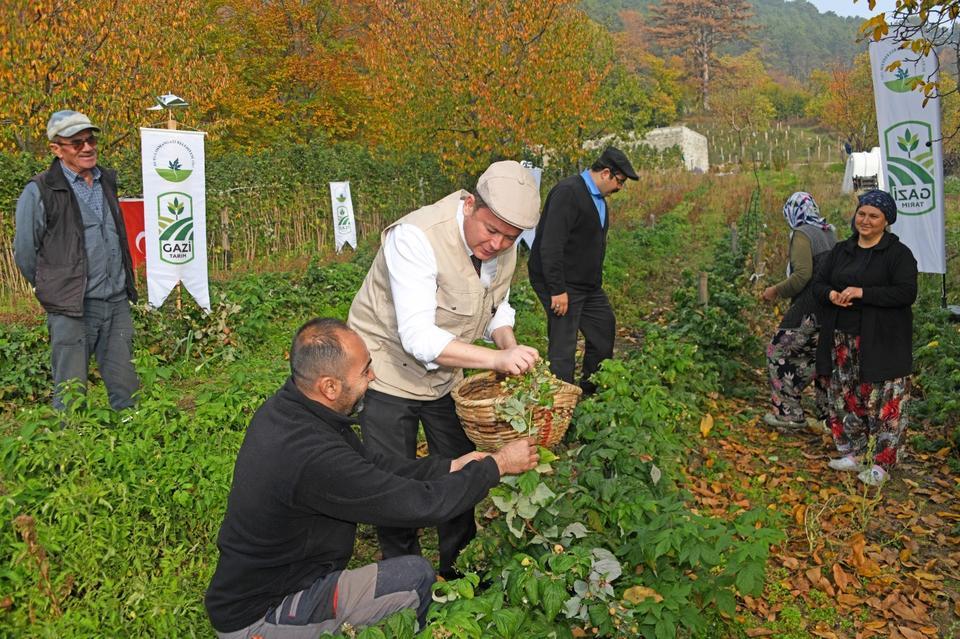 Osmangazi’de Üzümsü Meyvelerde Organik Tarım seferberliği