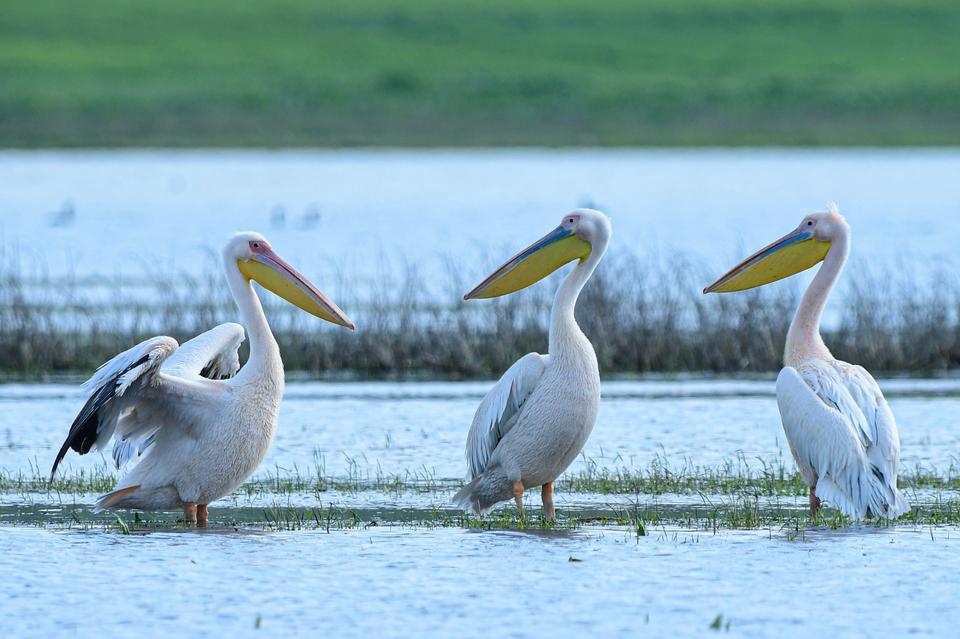 GÖÇ YOLUNDAKİ PELİKAN SÜRÜSÜNÜN BURSA MOLASI