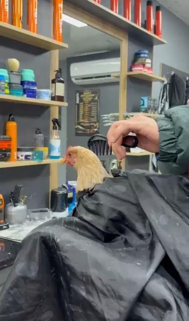 Kuaför,  tavuğu traş edip bayrama hazırladı