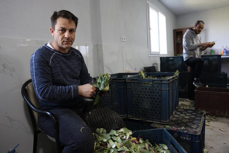 Aydın’da sezon açıldı: Usta ellerde enginar paraya dönüşüyor
