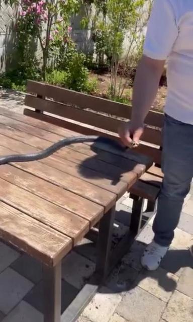 Kocaman yılanı çıplak elle yakaladı