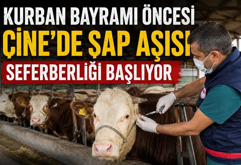 Kurban Bayramı öncesi Çine’de şap aşısı seferberliği başlıyor
