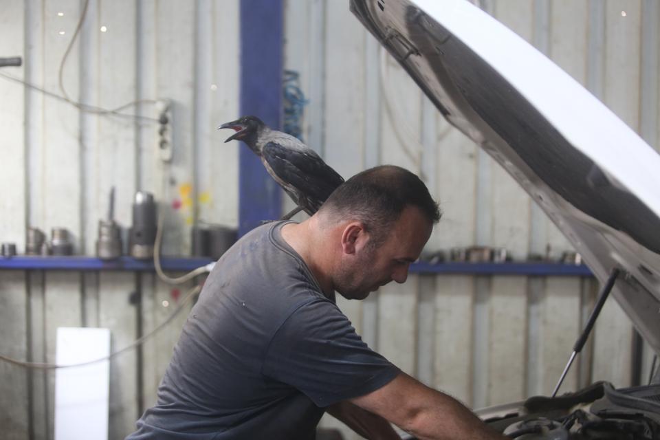 KARGA İLE TAMİRCİNİN SIRADIŞI DOSTLUĞU...TAMİRHANEDE BİRLİKTE ÇALIŞIYORLAR TAMİRHANENİN KANATLI USTASI 'PAŞA' GÖRENLERİ HAYRAN BIRAKIYOR