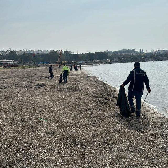 Didim'de sahil hattı temizlendi
