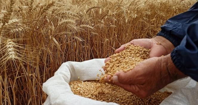 Aydın Ticaret Borsası duyurdu! Buğday fiyatlarında son durum