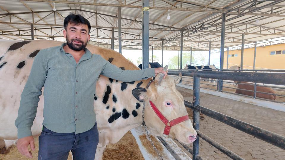 Aydın'da kurbanlıklar pazarda yerini aldı peki fiyatlar nasıl?