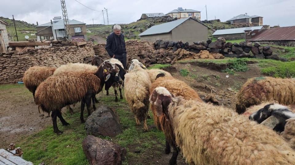 Kurt saldırısı: 3 koyun telef oldu, 20 koyun yaralandı