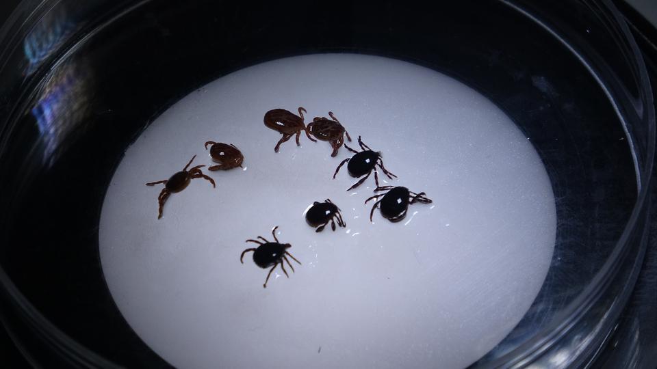 ÇİFTÇİ KENEDEN HAYATINI KAYBETTİ