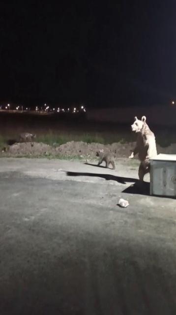 Ayı saldırısından son an da kurtuldu